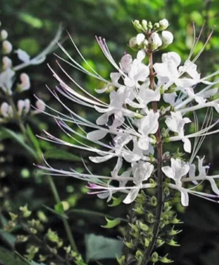 4 Live White Cat’s Whiskers Plants – 4–6″ Tall – Roots Wrapped in Soil – No Pot