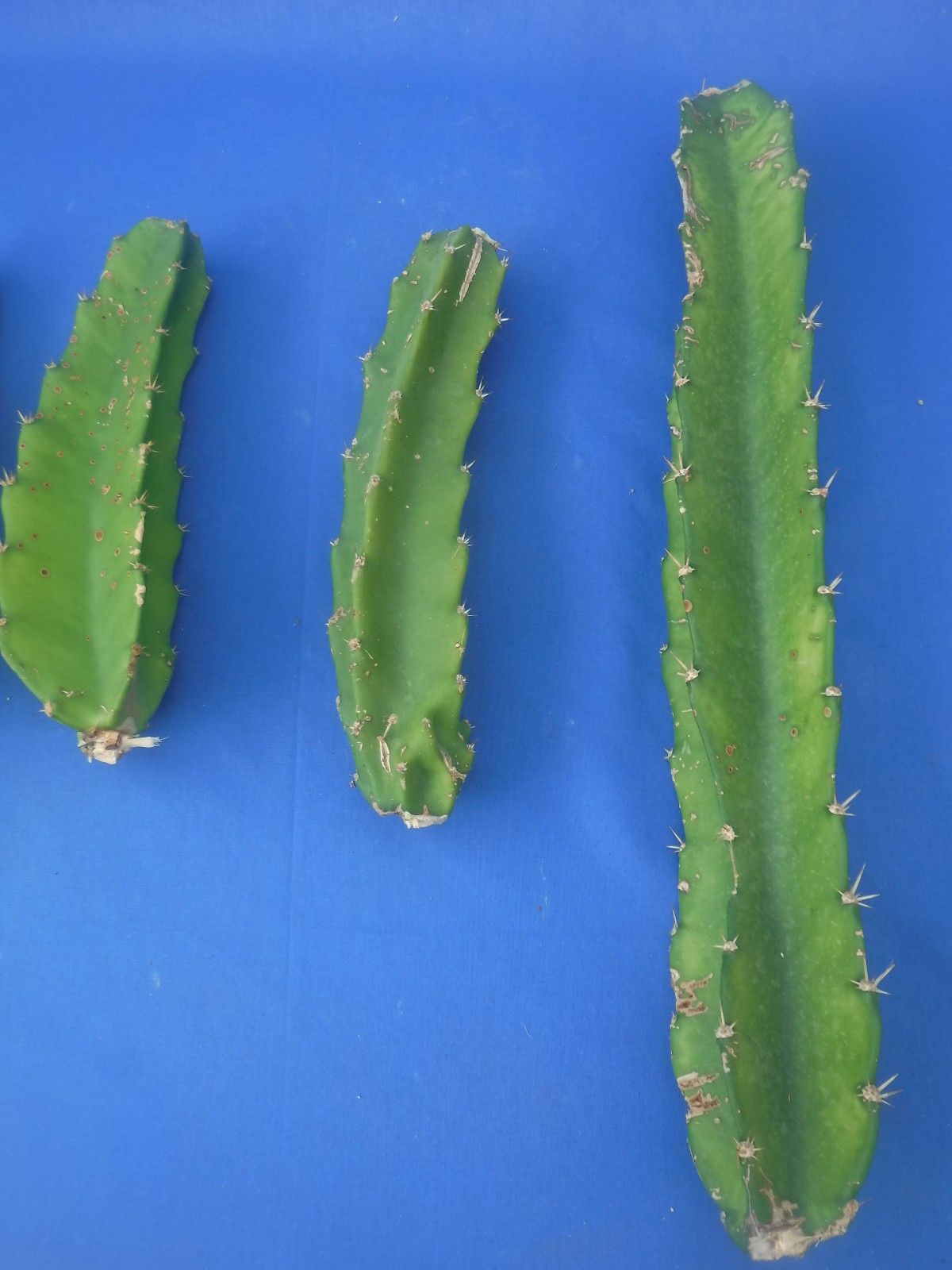 Acanthocereus tetragonus 5 CUTTINGS! 9″ to 19″ Tall! White Flower DISCOUNTED! Q1