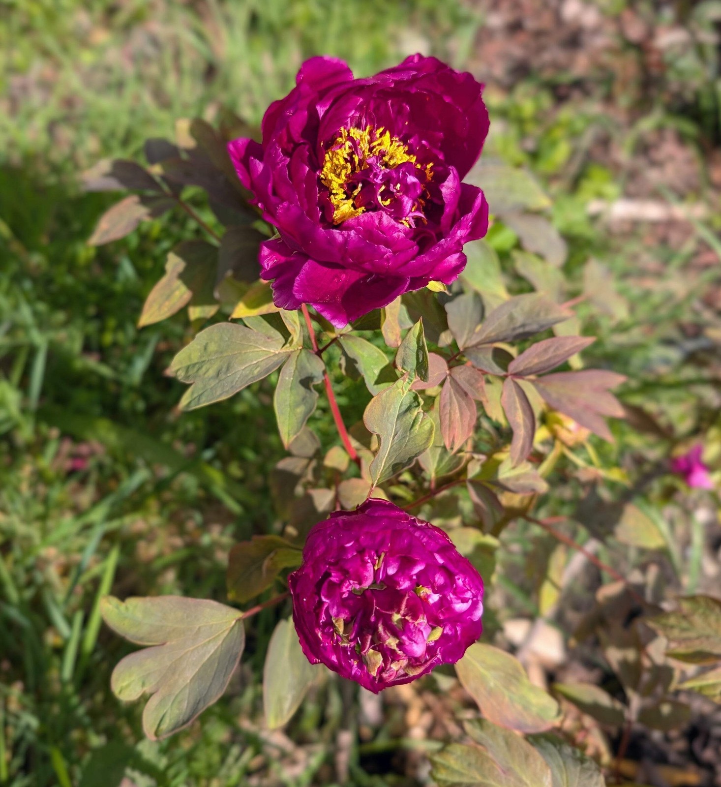 “Champion Crown” large flower tree peony