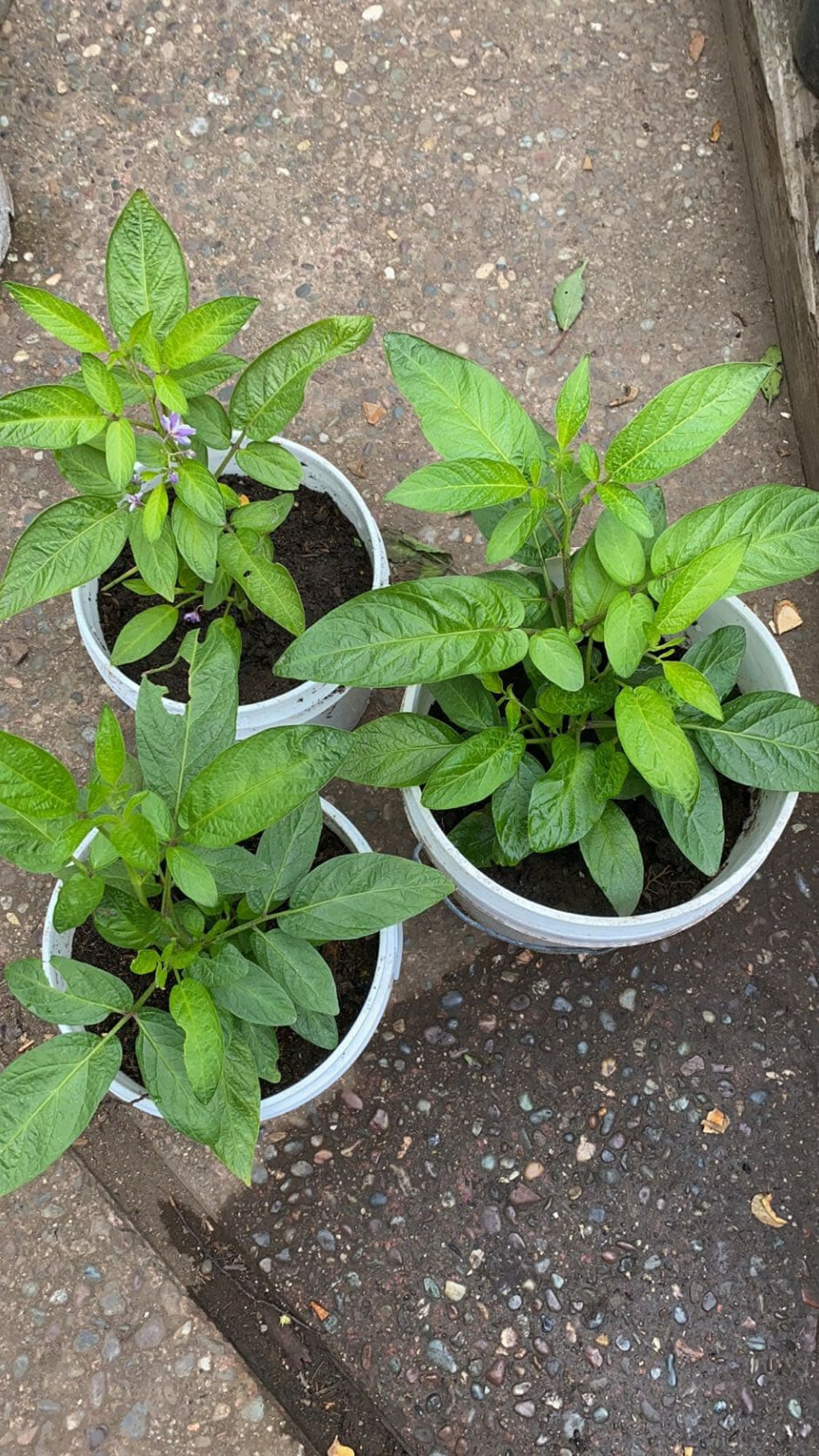 Solanum muricatum aka Pepino Melon Garden Melon Pear Sweet Cucumber 1 Live Plant