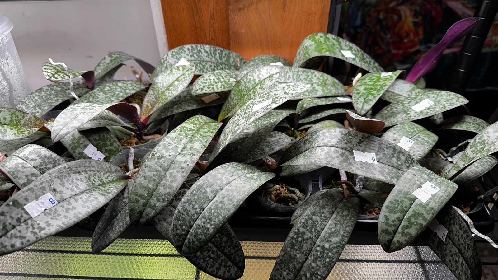 Phalaenopsis schilleriana × sib [Fragrant]