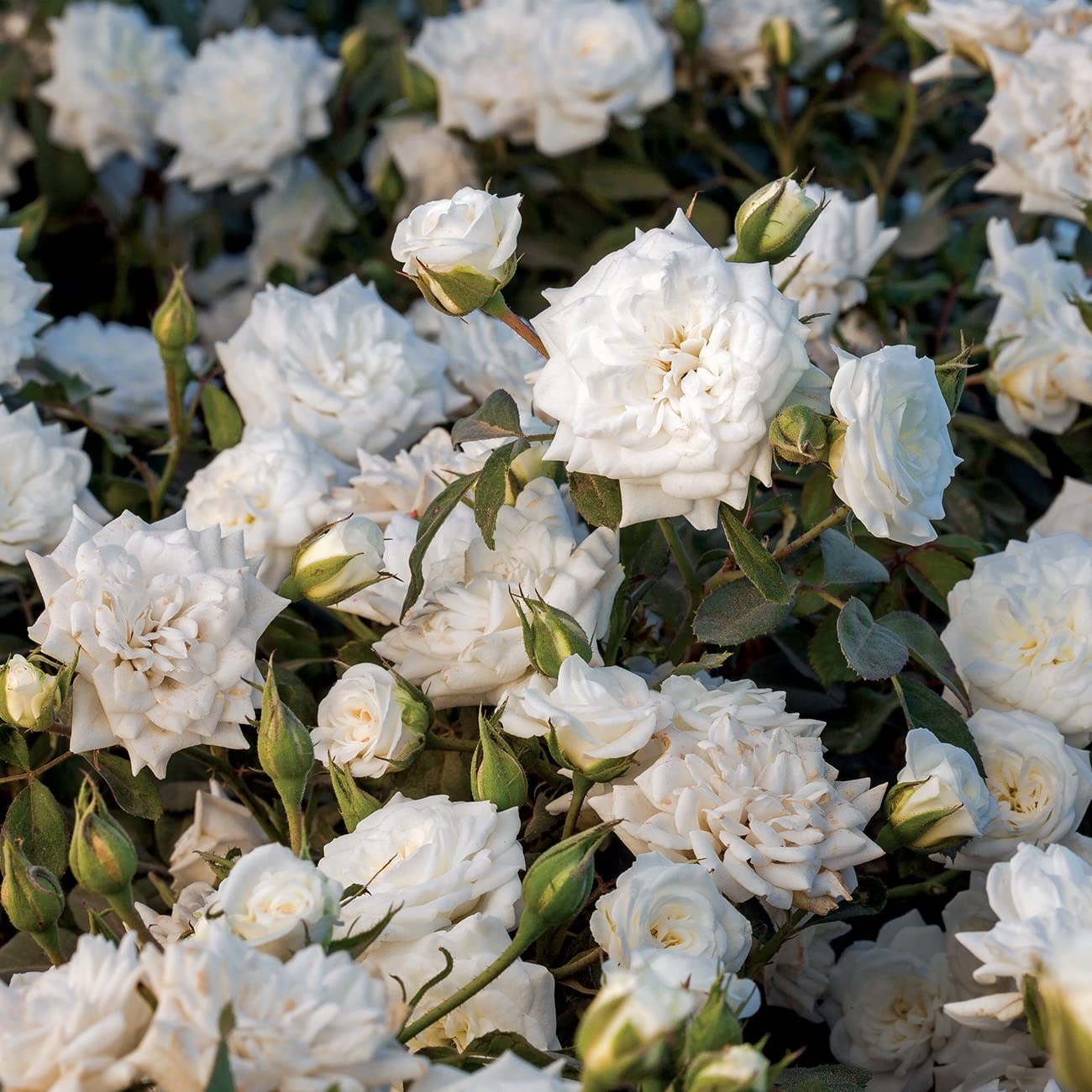 White Drift Rose Tree 3-4ft | Live Outdoor Plant | Reblooming Snow White Flowers
