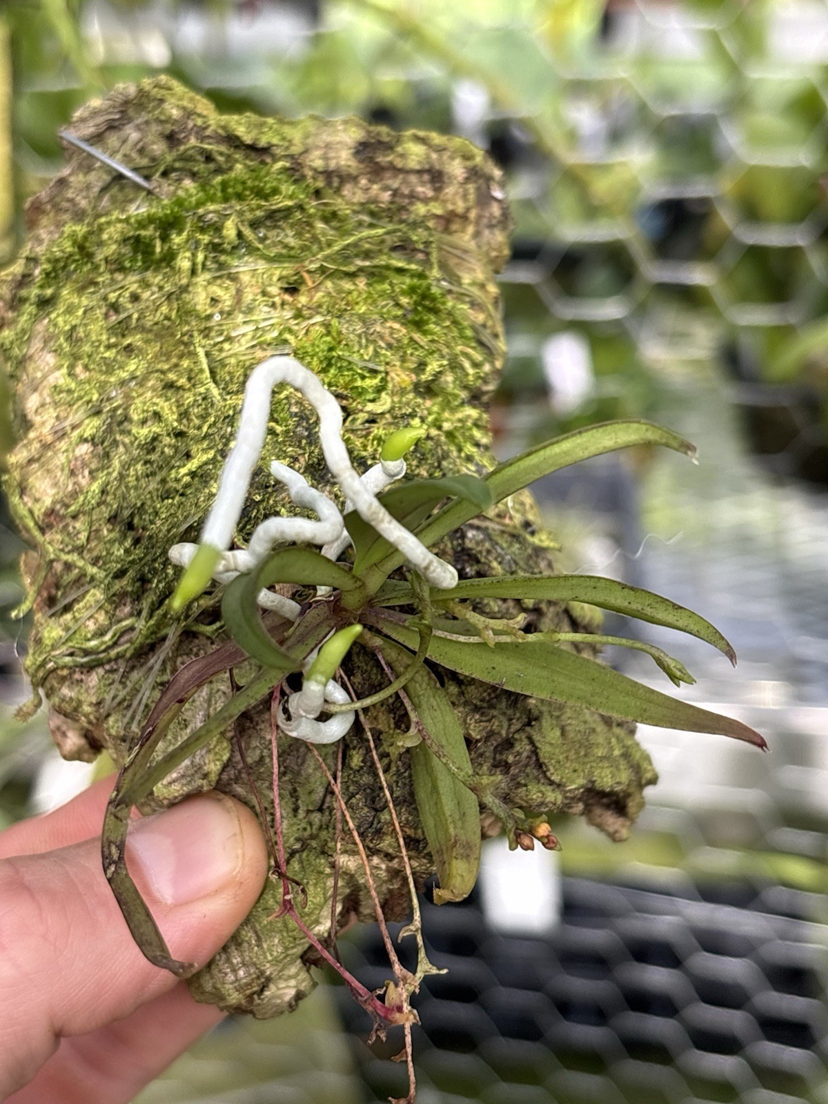 Thrixspermum japonicum In Spike Miniature Orchid Species Vanda