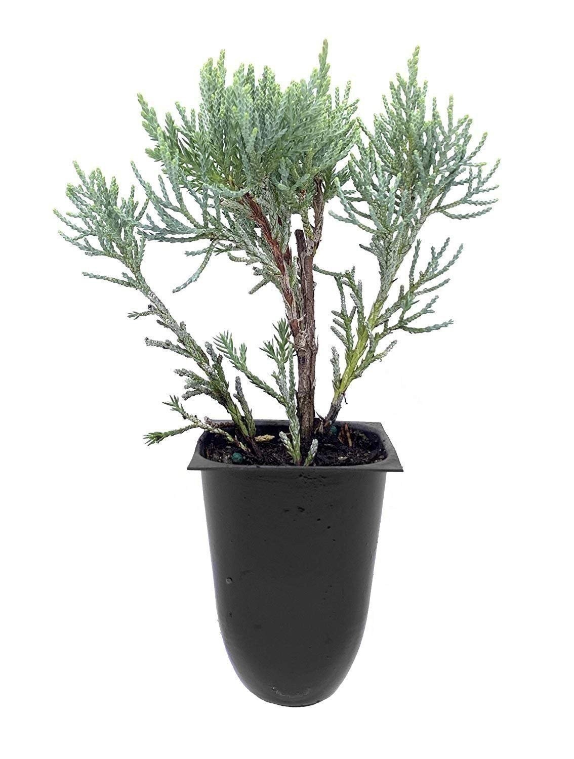 Juniper Blue Pfitzer | 2 Inch | Juniperus x pfitzeriana | Groundcover Plant