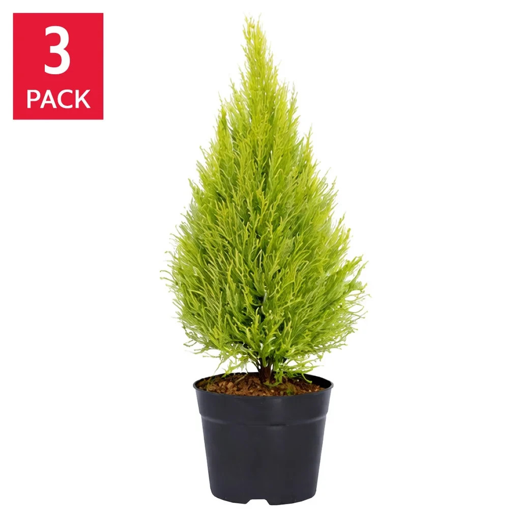 3-Pack Lemon Cypress “Goldcrest” USDA Zones 7-10 Evergreen Low Maintenance