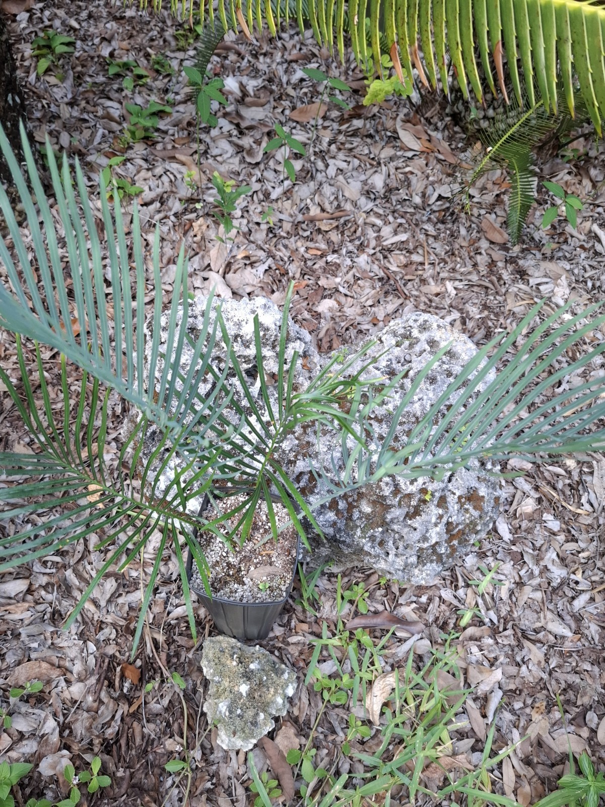 RARE BLUE AUSTRALIAN CYCAD CYCAS CAIRNSIANA