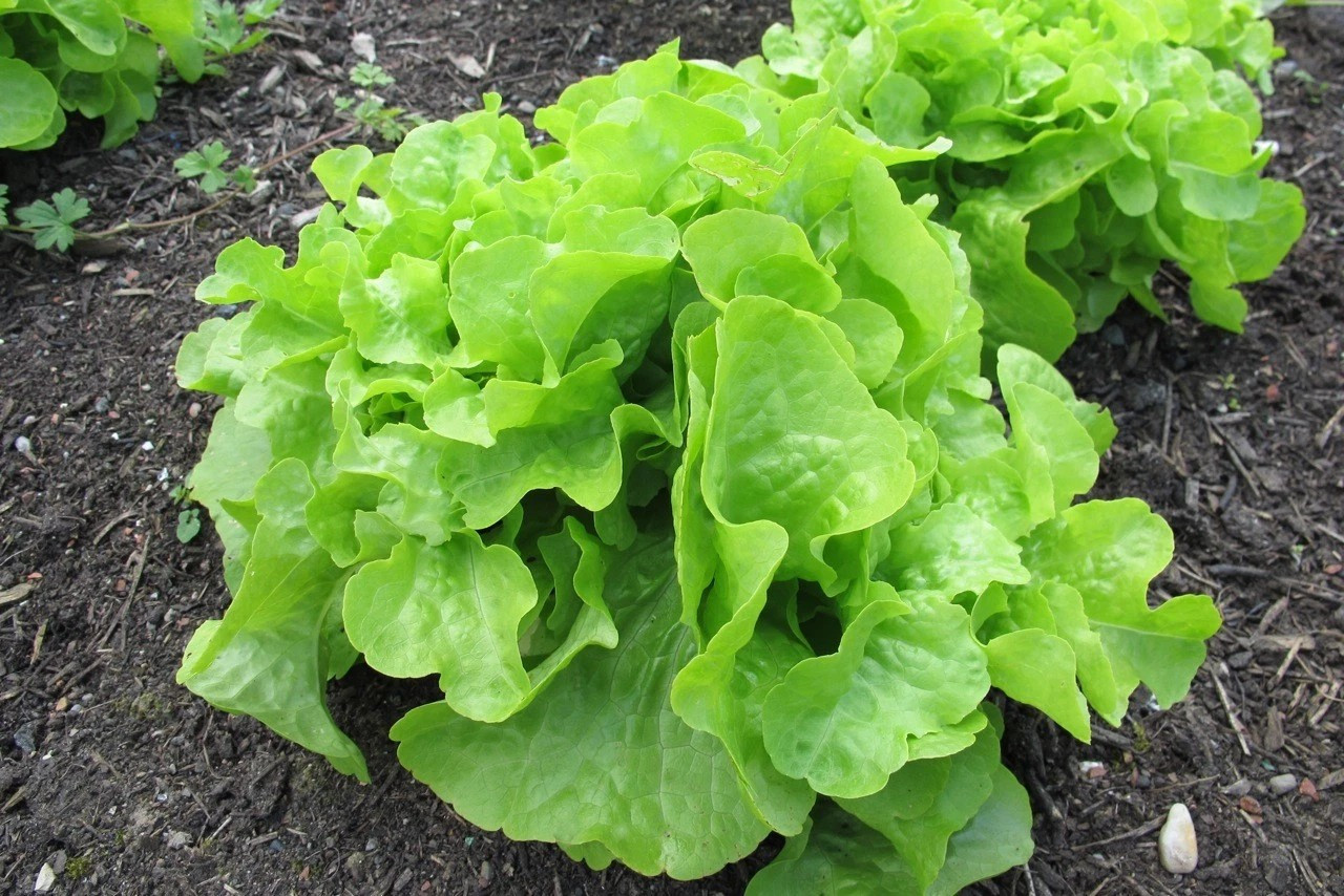 500+ Oakleaf Leaf Lettuce Seeds —- Heirloom — Organic — NON GMO —– Fresh