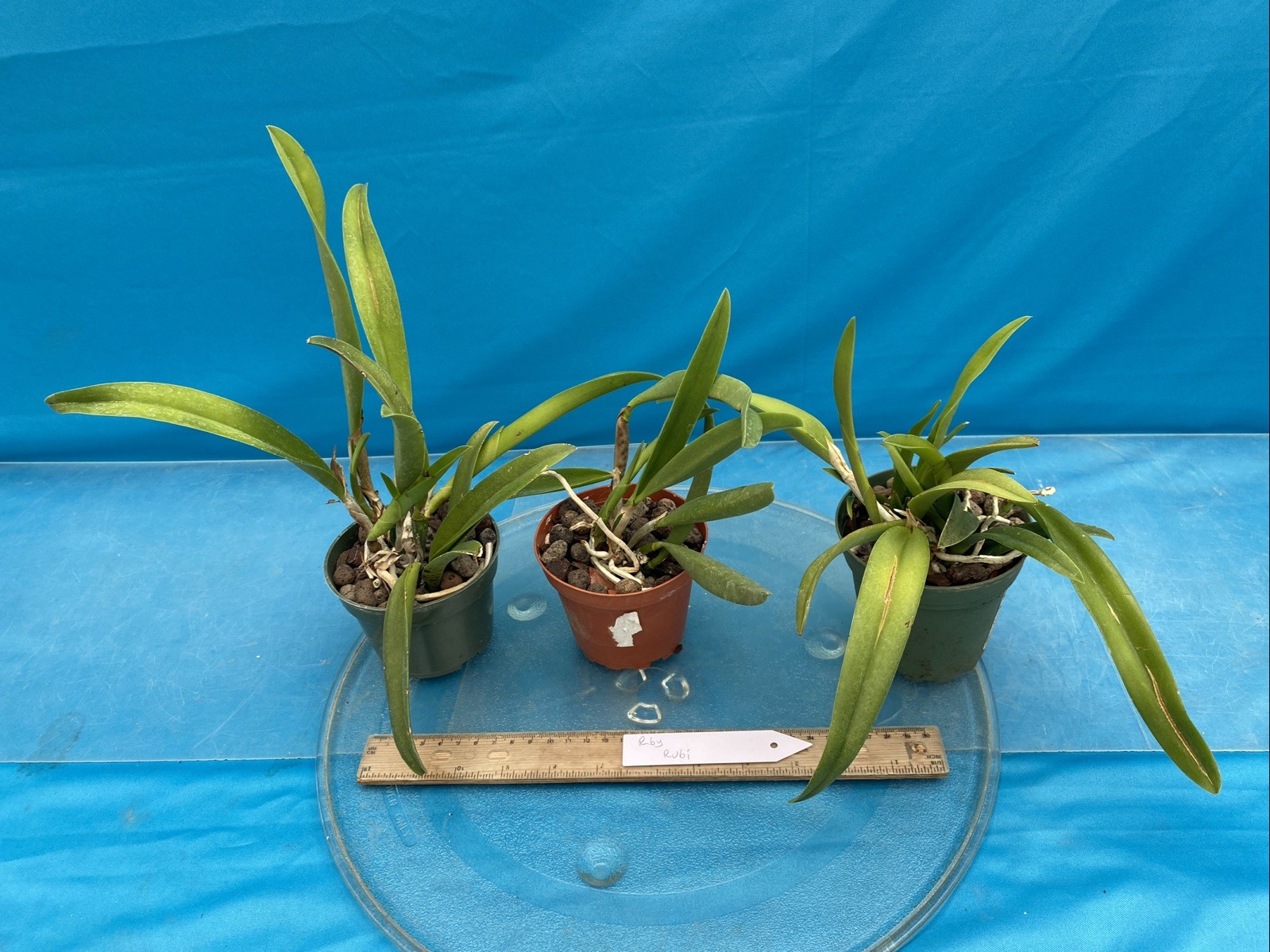 Rhynchobrassoleya Rubi Purple Red Medium BS Orchid Hybrid 3” Pot New Division