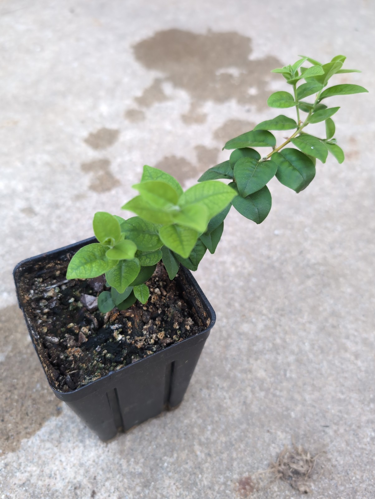 Eugenia sp. Palombeta | Rare Brazilian Myrtaceae Shrub | Live Plant