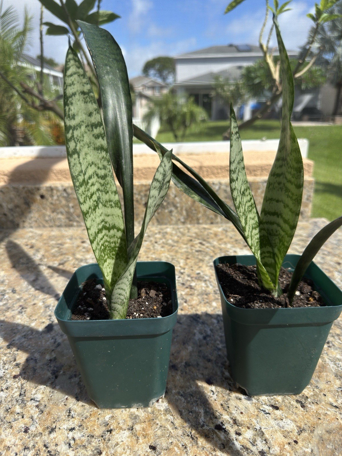 Sansevieria Trisfaciata Zeylanica Bare roots