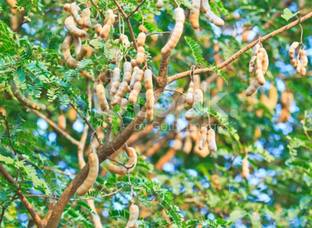 Tamarind (Tamarindus Indica) Live Fruit tree/Seedl in a Pot,About 12 Inches tall
