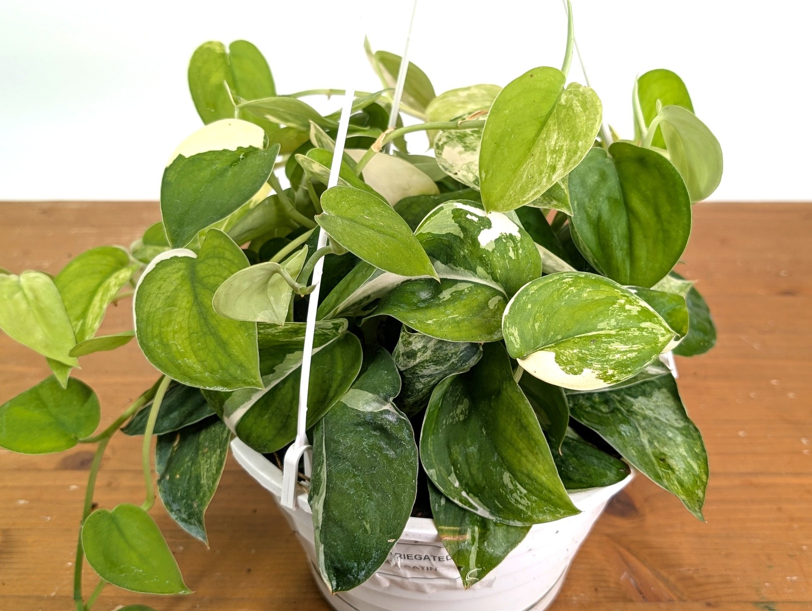 Scindapsus pictus Jade Satin Variegated Pot Size: 8 Inch Basket