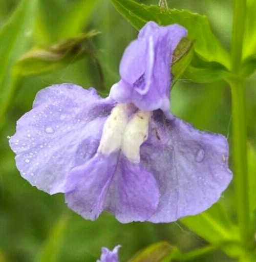 MONKEY FLOWER SEEDS 300+ “ALLEGHENY” perennial WILDFLOWER garden FREE SHIPPING