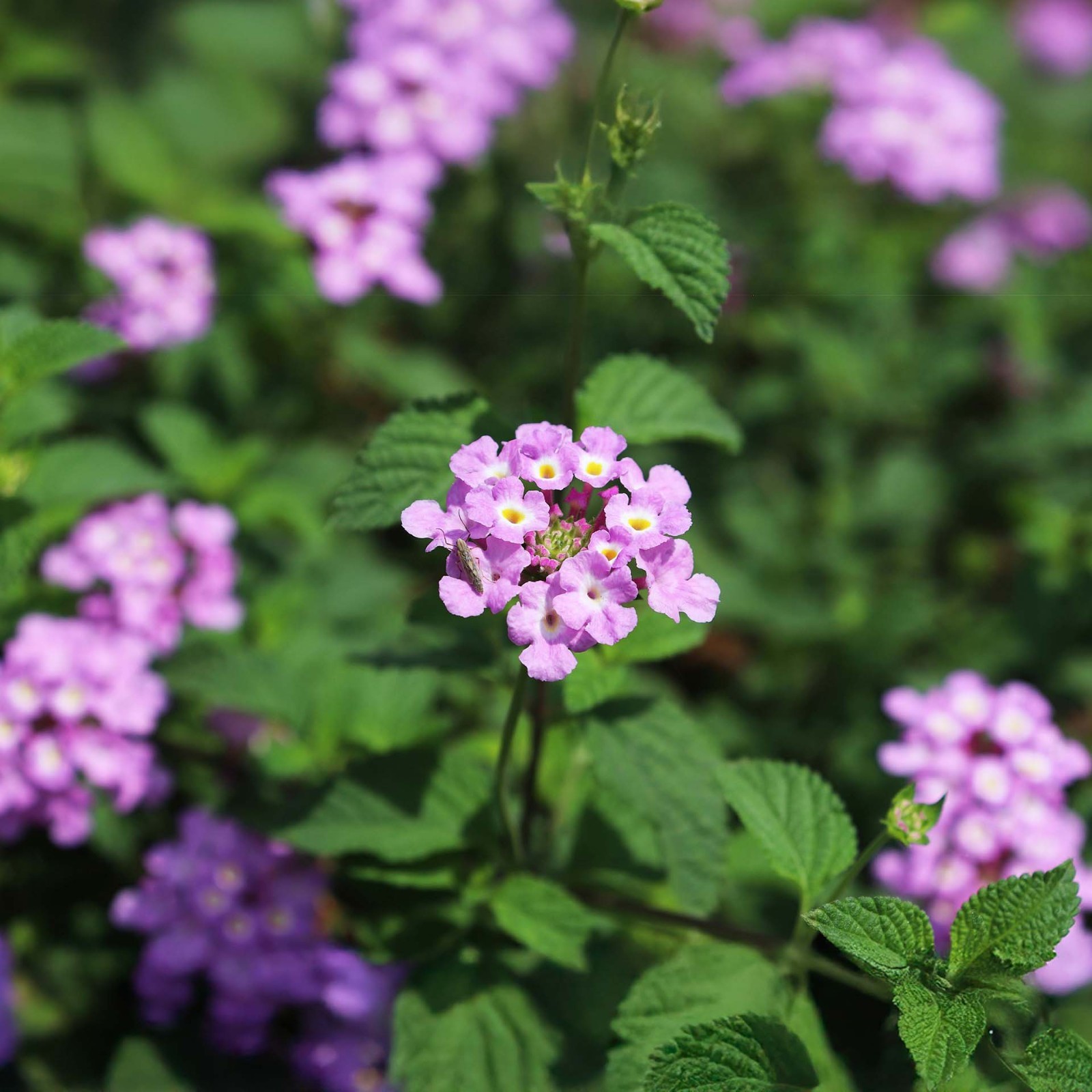 Lavender Lantana in 2.5” Nursery Cubes (Lantana montevidensis) | Trailing Plant