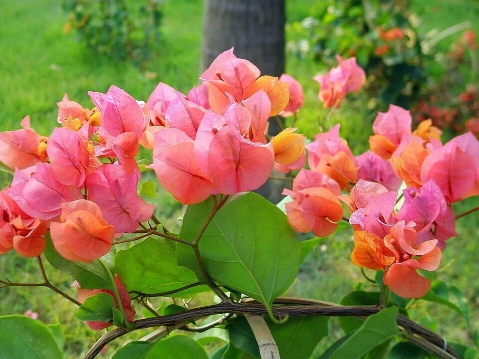 **AFTERGLOW** Bougainvillea**Small Well Rooted Starter Plant~VERY RARE & HTF