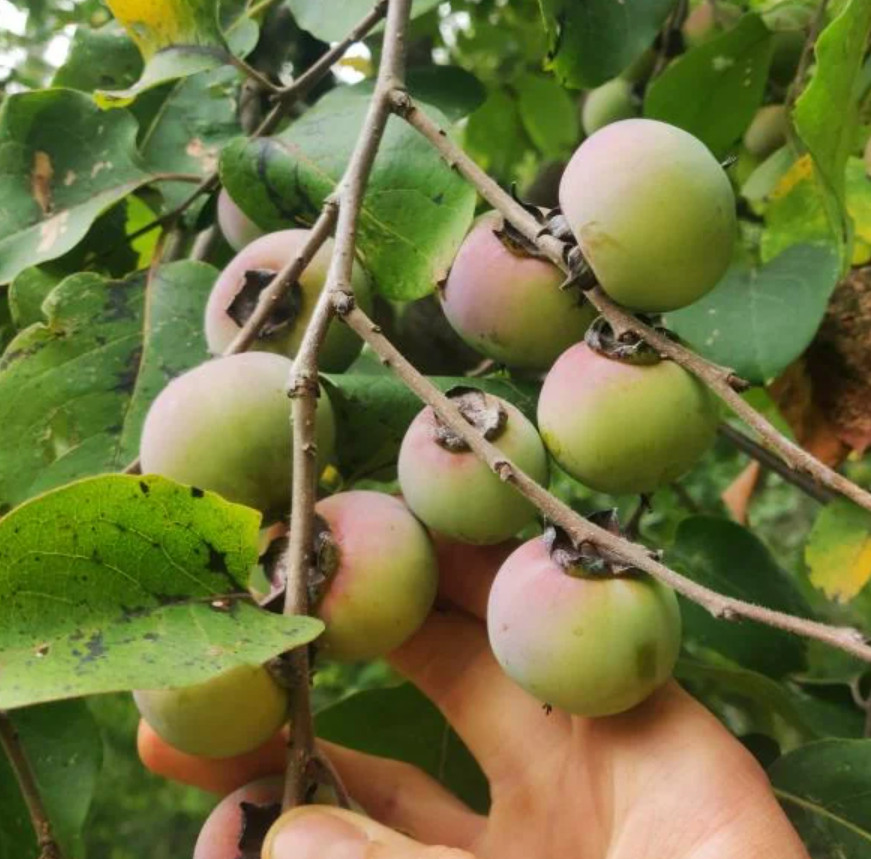 American Persimmon – Live Plant in Quart Pot – Native Fruit Tree