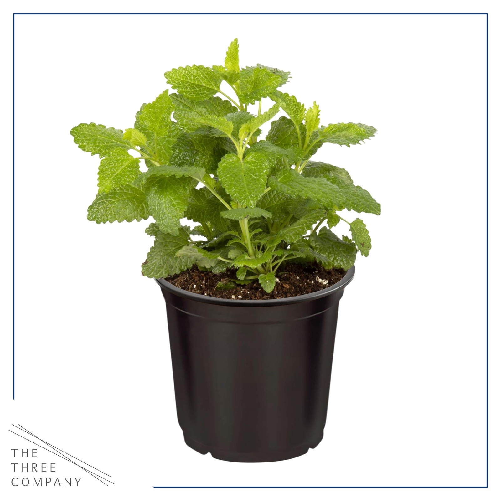 Live Herb Lemon Balm 4 Per Pack, Aromatic and Health Enhancer, Naturally Red…