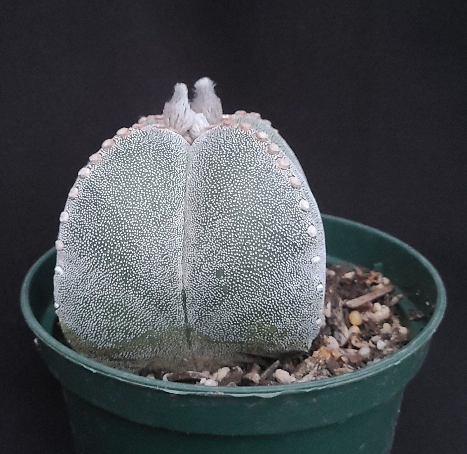 Astrophytum myriostigma quadricostata #1 * Mexico Native * Large*