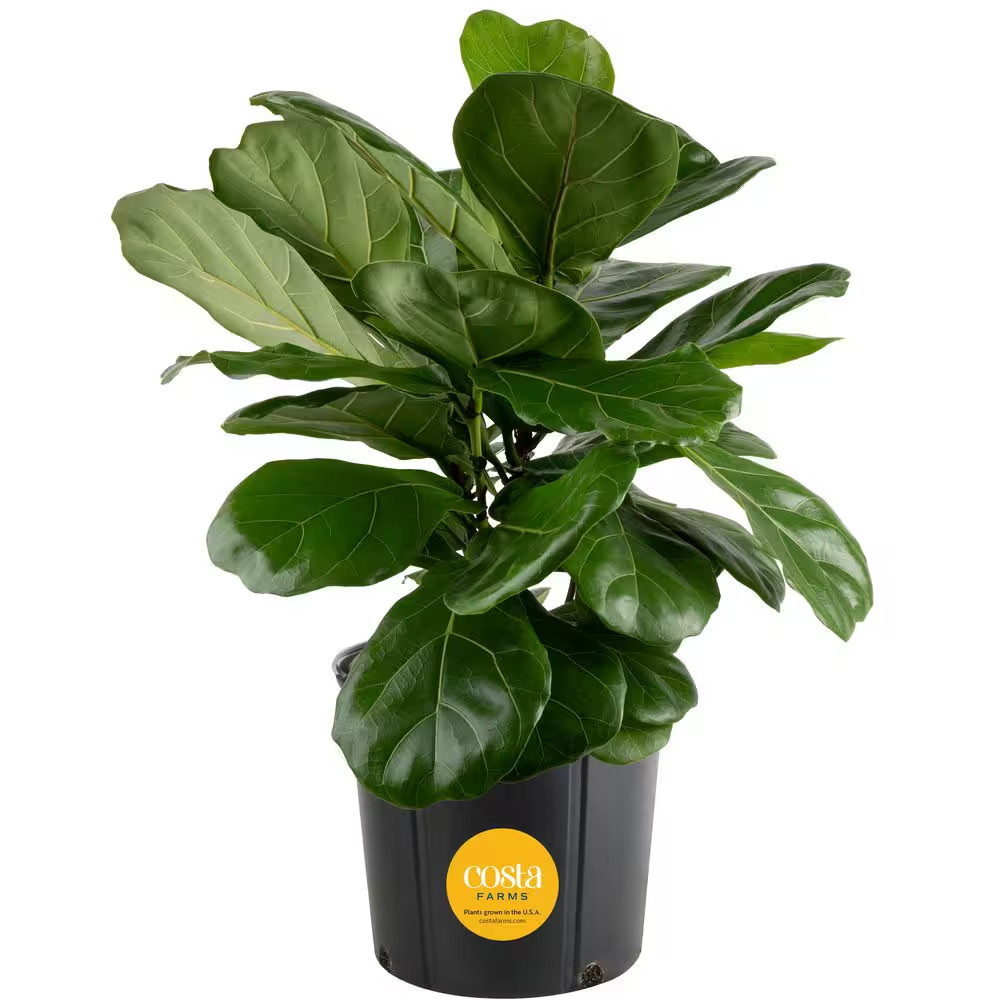 Fiddle Leaf Fig Indoor Plant in 8.75 In. Black Grower Pot, Avg. Shipping Height