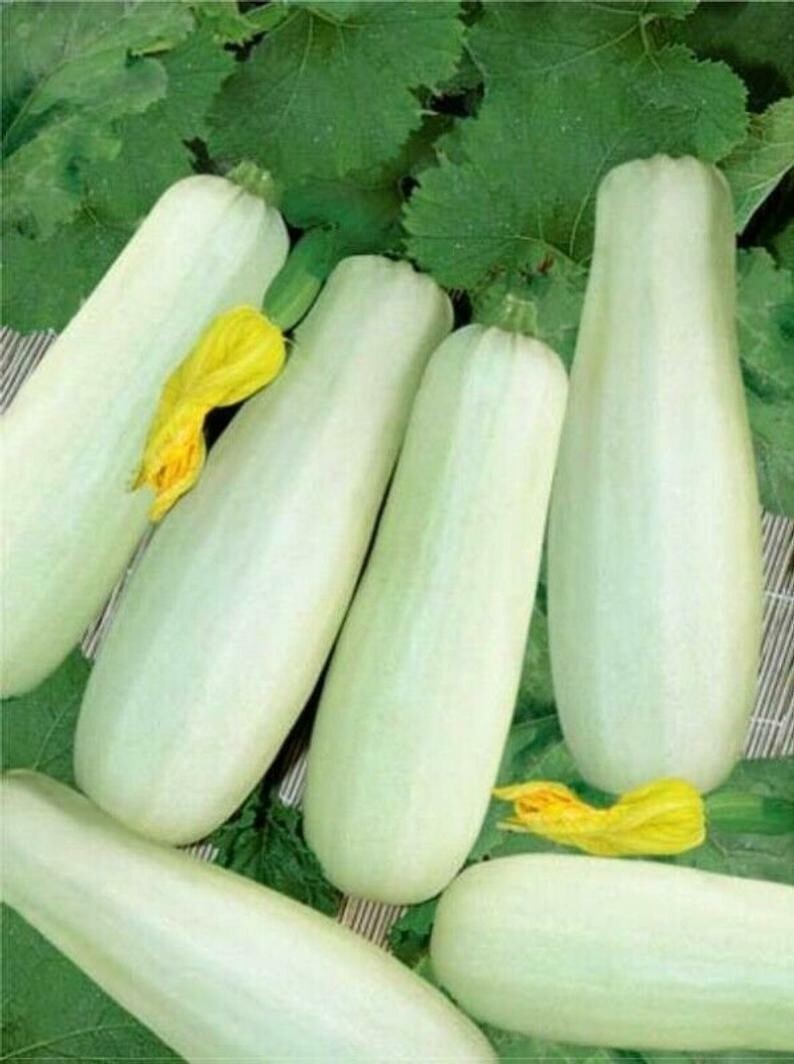 25 SUMMER TRIESTE WHITE SQUASH (ZUCCHINI) SEEDS NON – GMO, 2024 Season