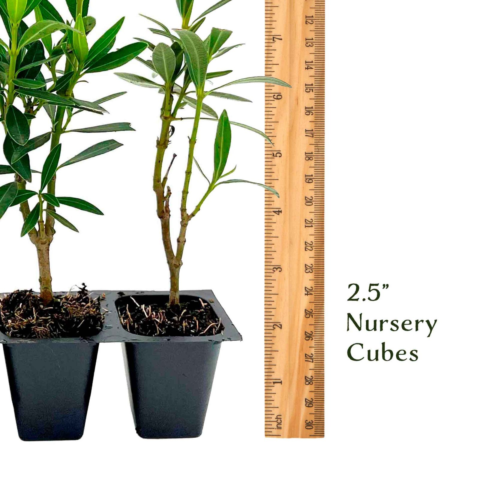 Petite Salmon Oleander (Nerium oleander ‘Petite Salmon’) in 2.5” Nursery Cubes
