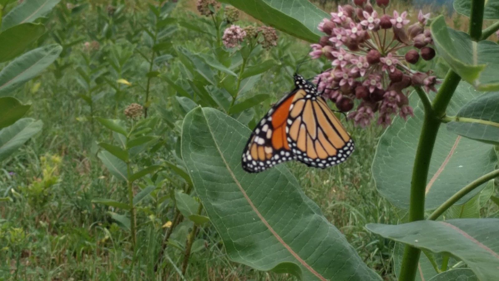 1000 Common Milkweed clay Seed Balls, Asclepias syriaca 2022 crop 90%germination