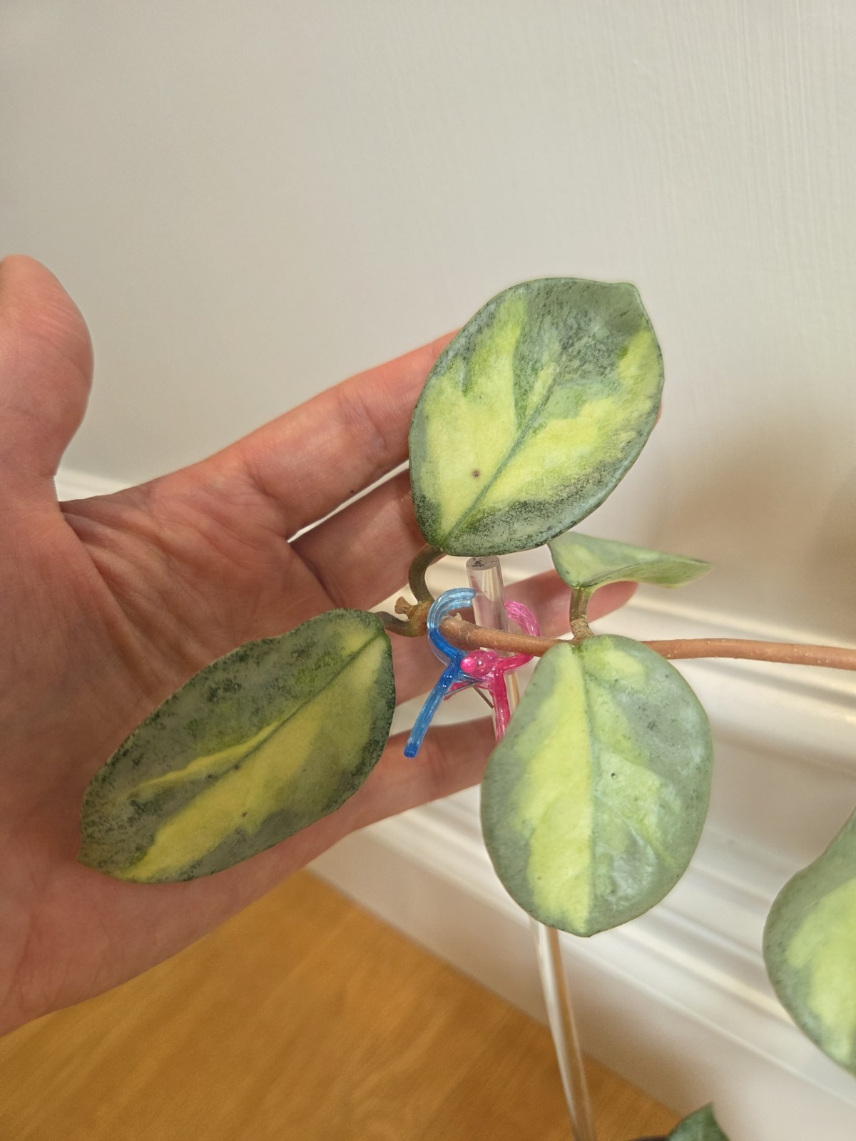 Hoya Argentea Princess fully established plant