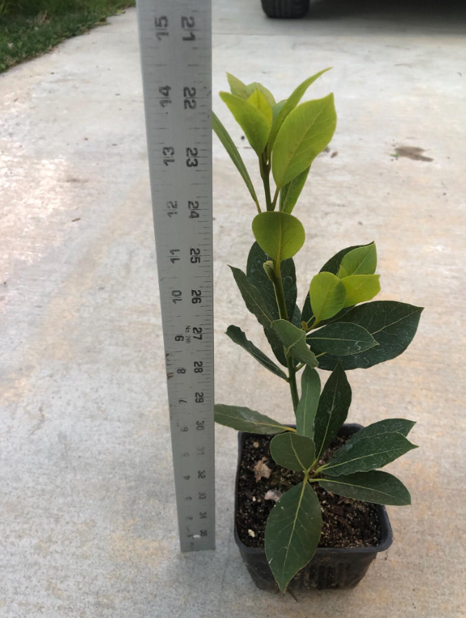 Set of 2 Bay Leaf Trees – Laurus Nobilis – Live Plants in 3″ Pots (8-10″ Tall)