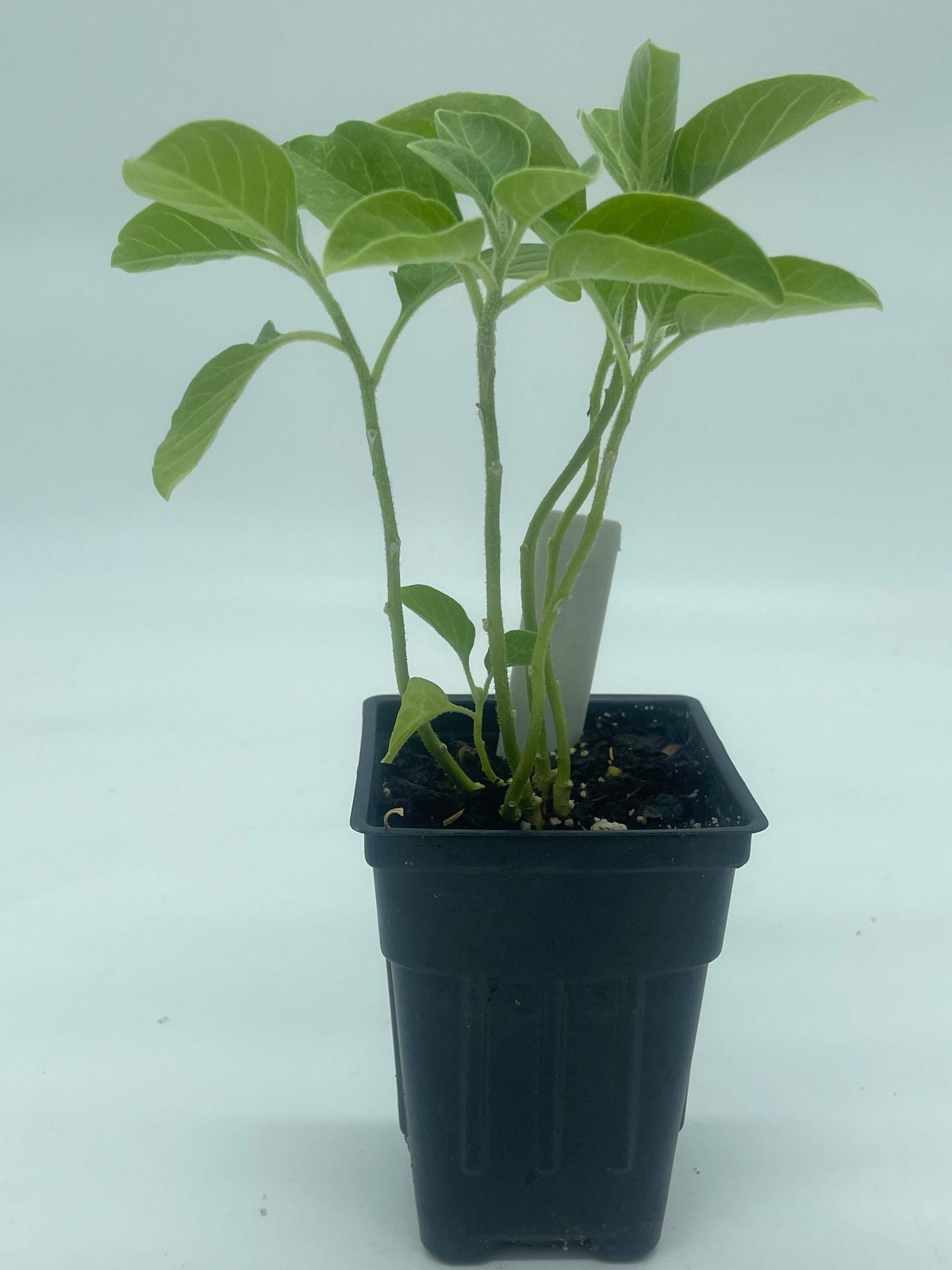 African Ashwagandha Starter Plant – Withania Somnifera