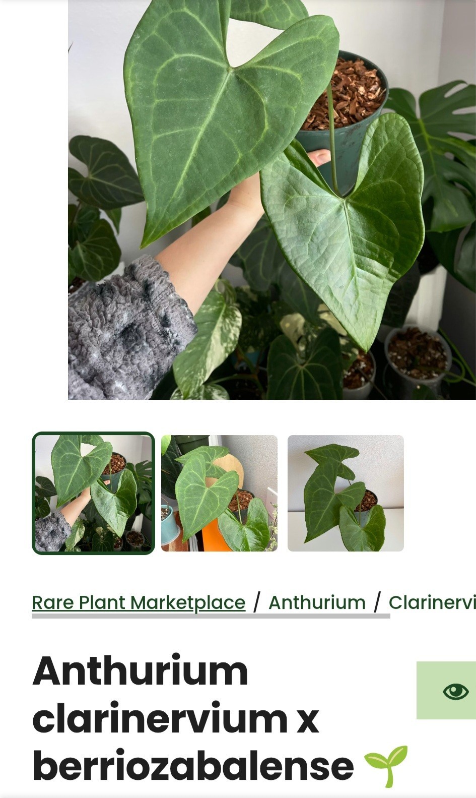 Rare Anthurium Berriozabalense X Clarinervium 22″ Tall Aroid Not Philodendron