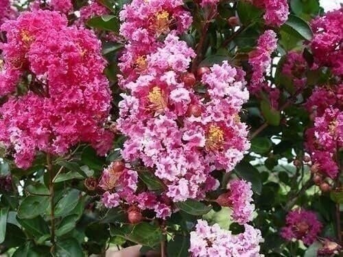 Crape Myrtle Raspberry Sundae | 2 Inch | Lagerstroemia indica | Summer Blooms