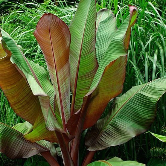 Ensete Maurelii – Red Abyssinian Banana – 12-14 Inches tall