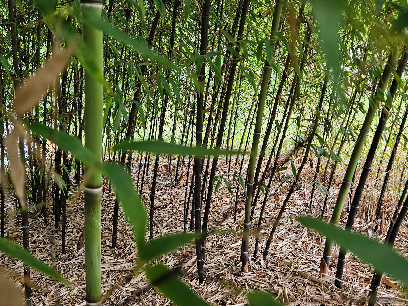 (6) Black Bamboo Rhizomes – Cold-Hardy, Evergreen – Privacy Screen, Fast-Growing