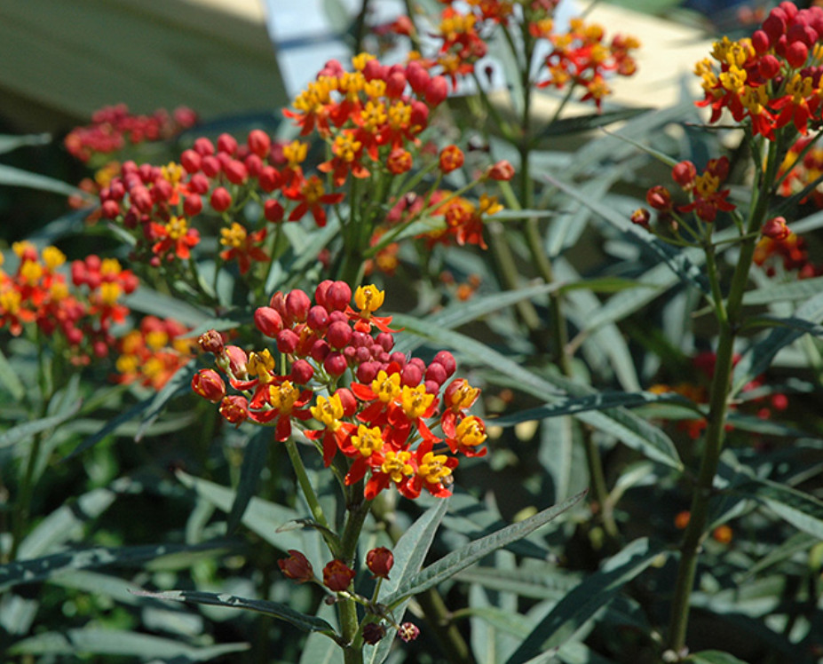 Deep Red Milkweed Plant – 3-8″ Tall – Perennial for Monarch Butterfly & Pollinat