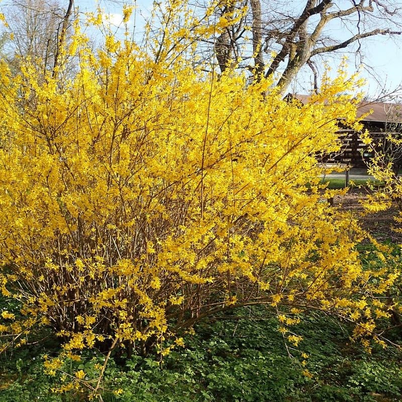 Lynwood Gold Forsythia Bush Live Plants 6-13 Inch Tall, Yellow in Pot