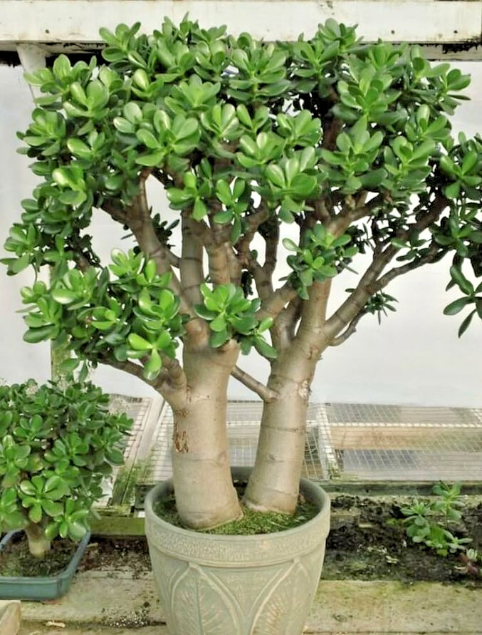 Crassula Ovata Fully Rooted Live Succulent Plant – 2in Pot – Low Maintenance