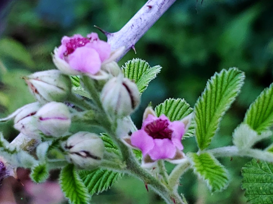 Live Raspberry Mysore Plant, 5–10″ Tall, Ships No Pot, Edible Berry Plant