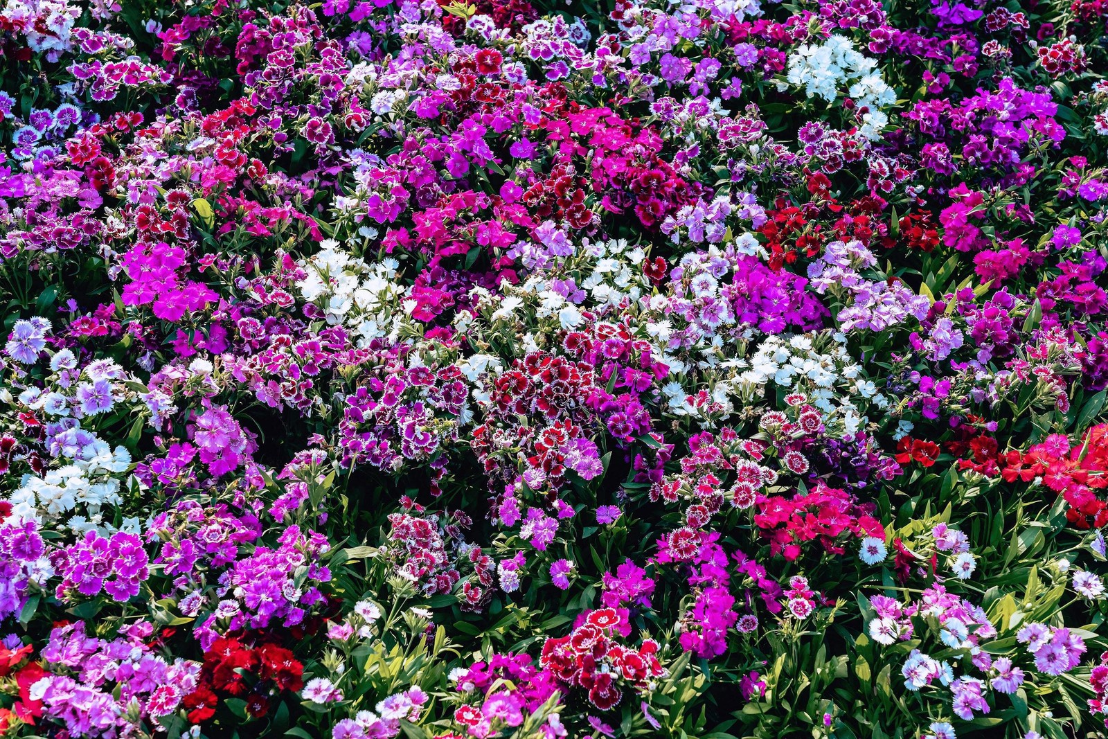 100 WEE Willie Dwarf SWEET WILLIAM Mixed Colors Dianthus Barbatus Flower Seeds