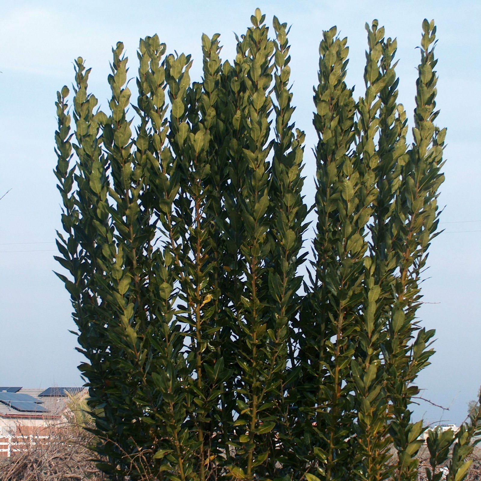 T024B (10)Sweet Laurel Bay Tree Plant Cuttings Mature Laurus Nobilis Leaf Leaves