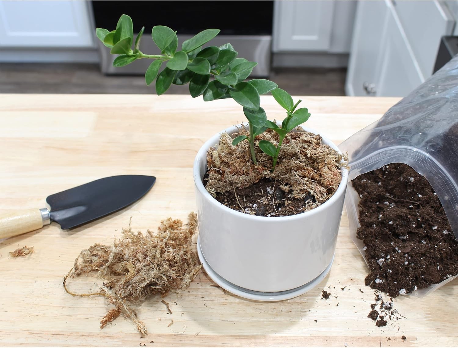 Hoya Plant Potting Soil Mix (8 Quarts), Custom Blend for Growing 8 Quarts