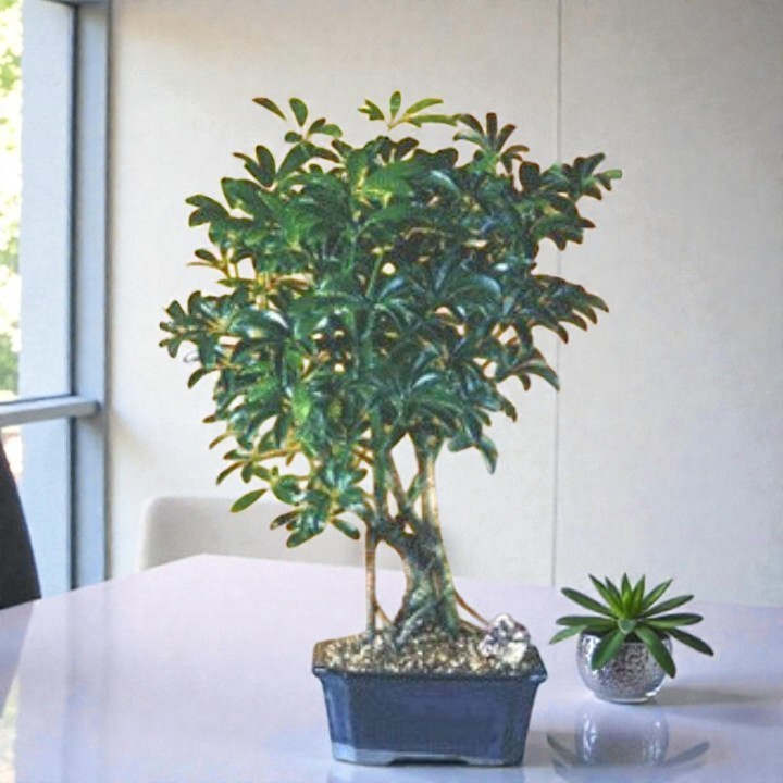 Live Hawaiian Umbrella Bonsai Tree Schefflera Indoor Houseplant Starter Kit 11″H