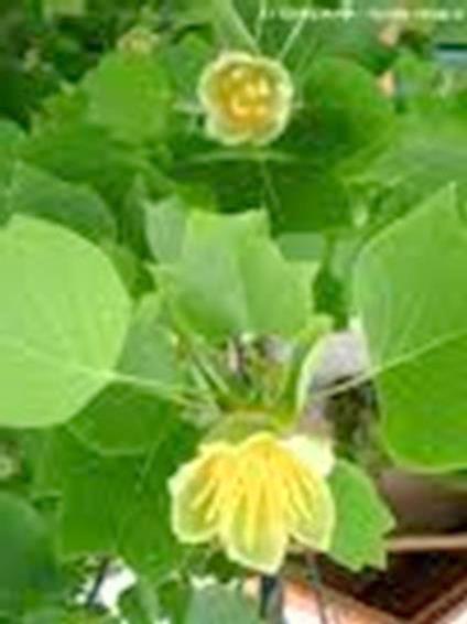 Qty-1 Yellow Poplar transplant starter seedling 30 ” tall
