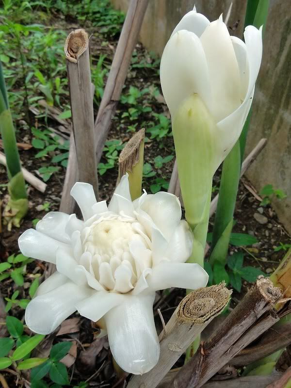 1x White Torch Ginger rhizome, Etlingera elatio. Free shipping w/ Free offer!