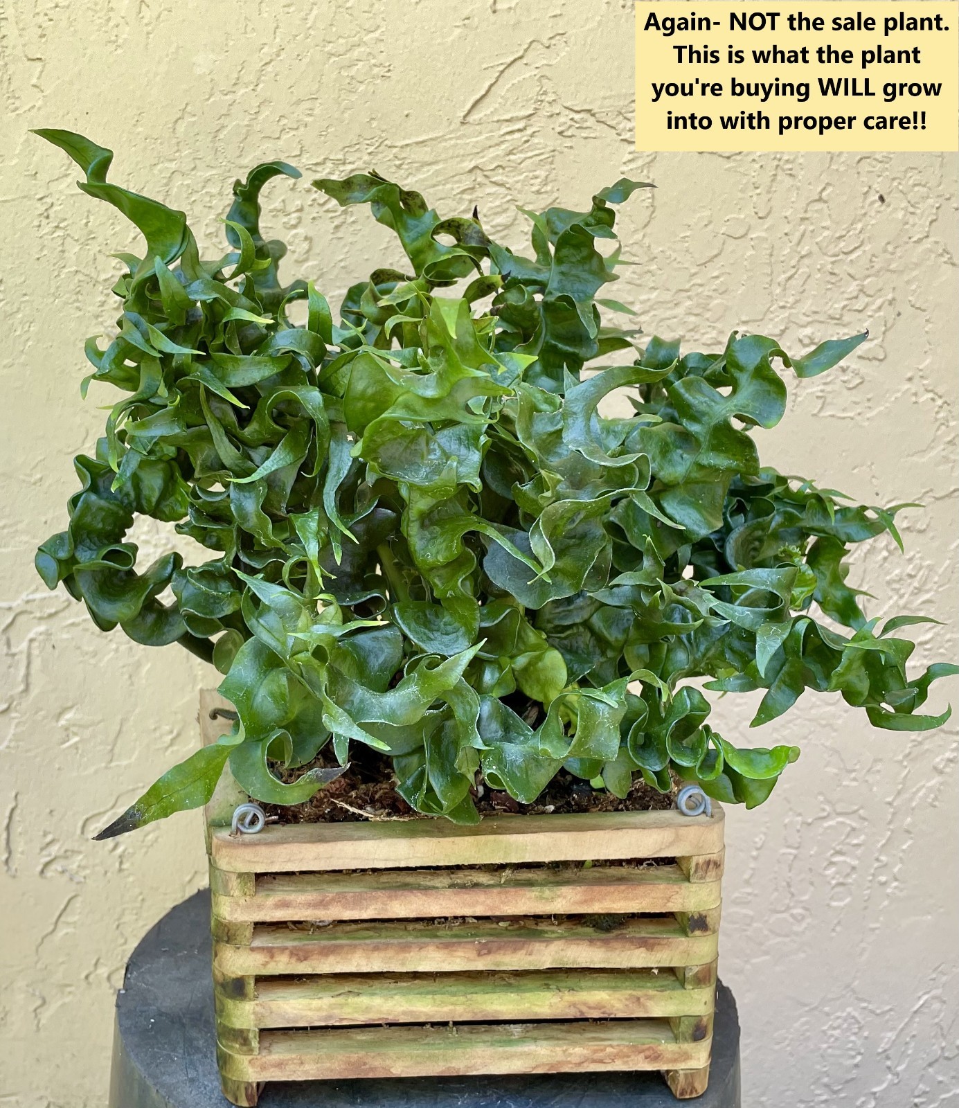 MICROSORUM CURLEY SUE!- not staghorn platycerium fern tropical – CRAZY RARE!