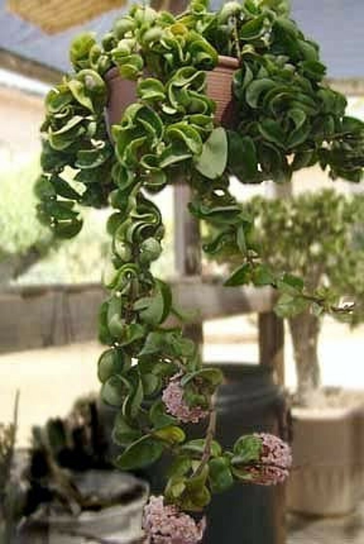 Hoya Rope Indian Hindu Exotic Wax Rather Easy To Grow Indoor Live Plant 4″ Pot