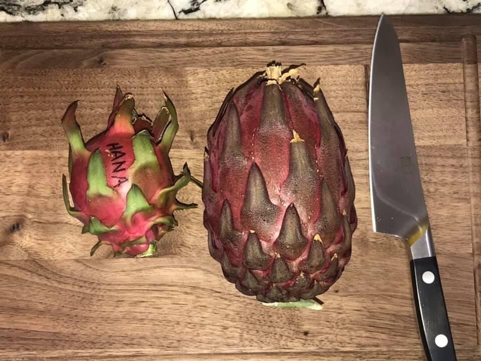 ULTRA RARE DRAGON FRUIT CUTTINGS – MULTIPLE VARIETIES – 8″ – 12: SIZE