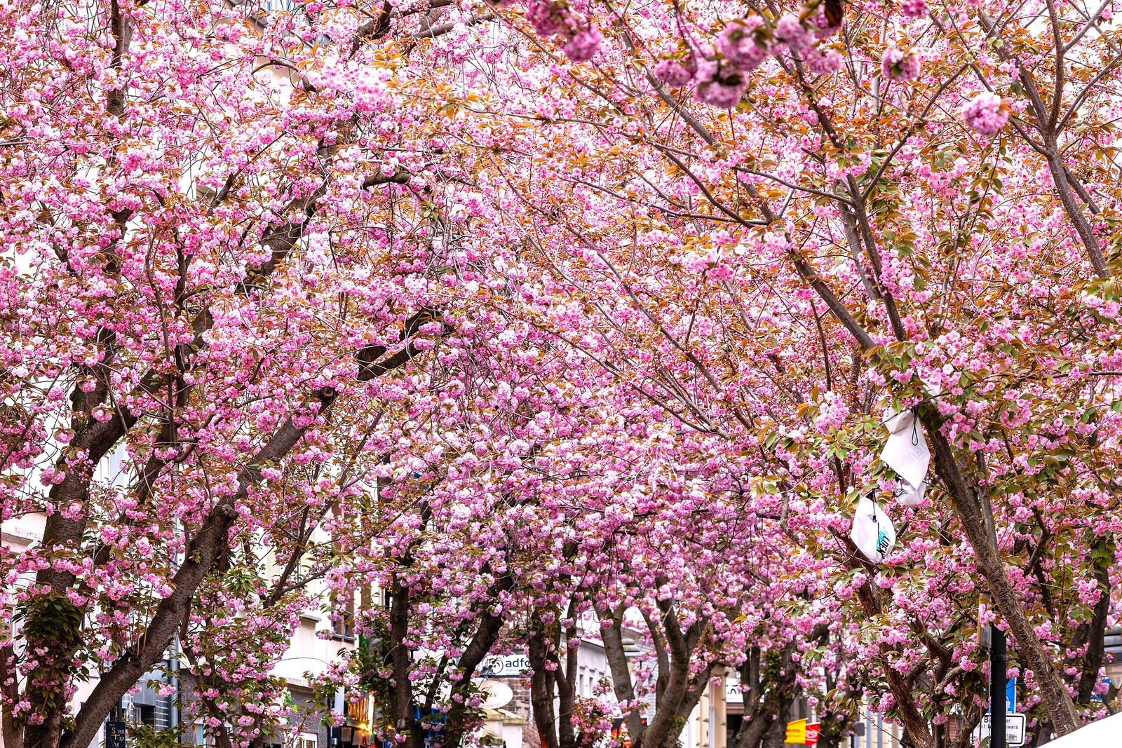 Japanese Cherry Blossom Tree Seeds – For 2026 Planting Sakura Pink Flowering