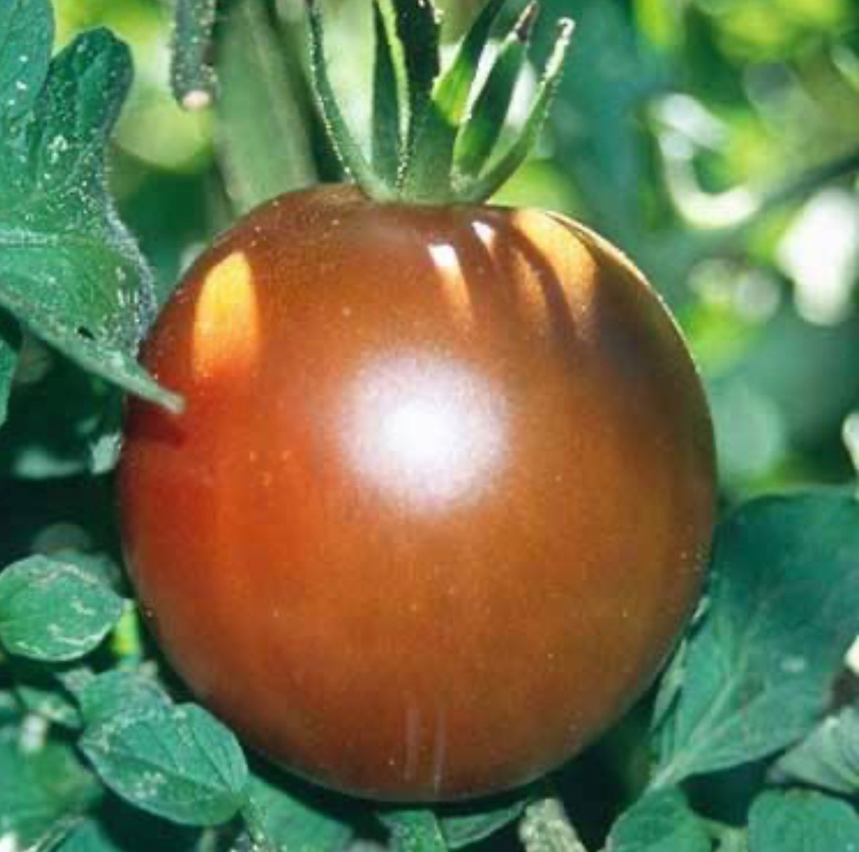 Black Prince Heirloom Tomato Seeds Lycopersicon esculent Free Shipping!