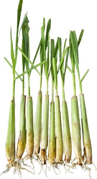 50 Live USA Grown Lemongrass Stalks Pest Deterrent Citrus Scent Outdoors