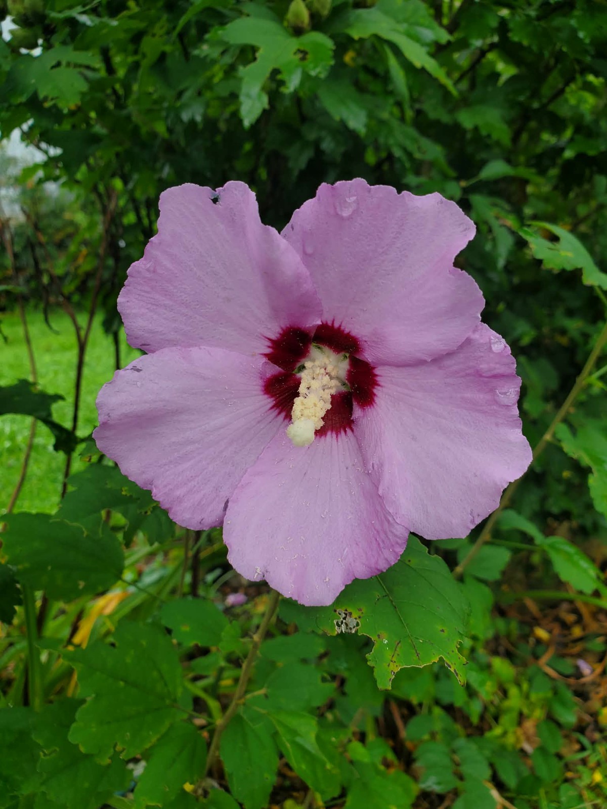 Rose of Sharon , Hibiscus Seeds, 3 Colors Or Mix.